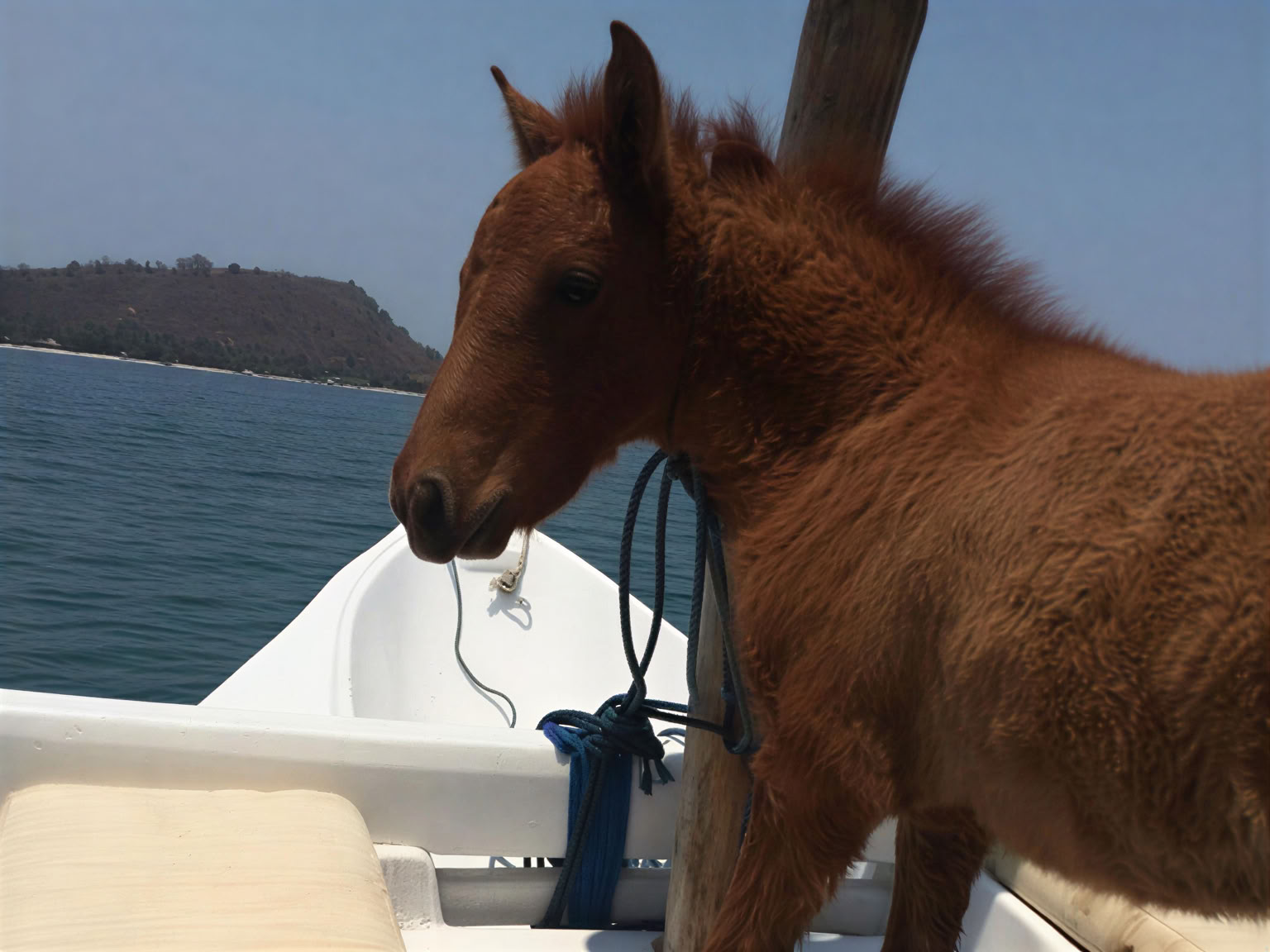 Passeggiata a cavallo