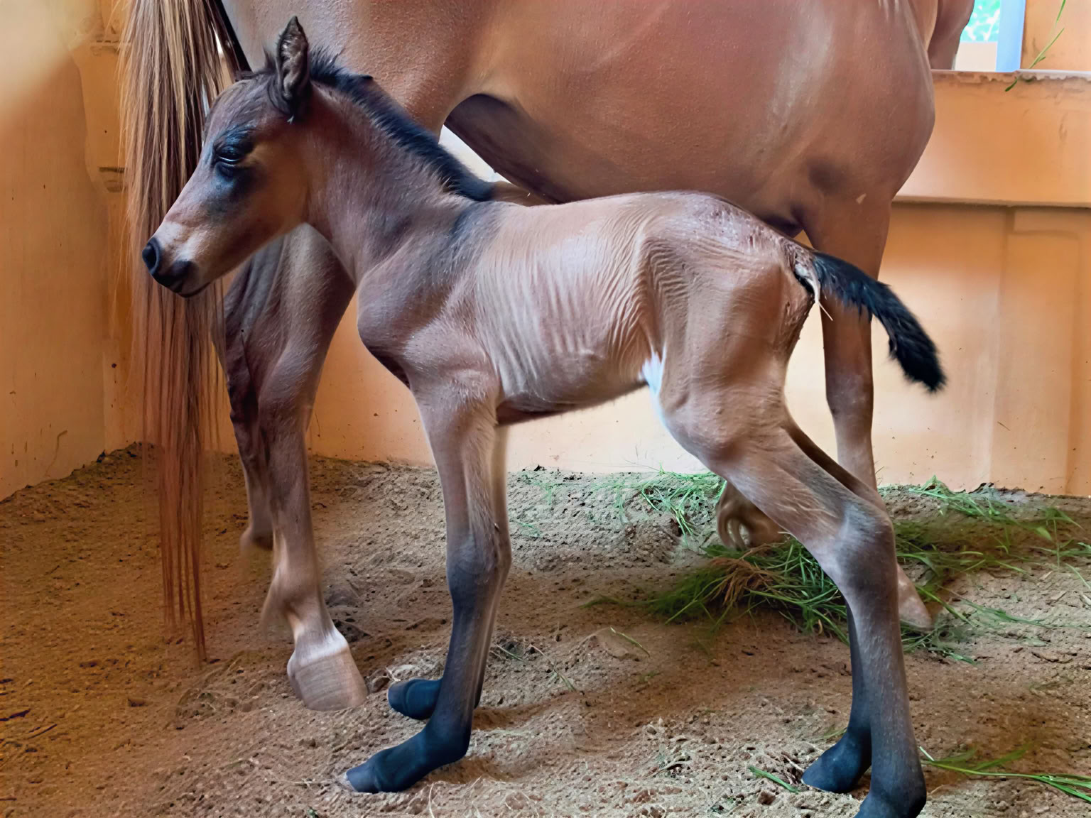 Passeggiata a cavallo