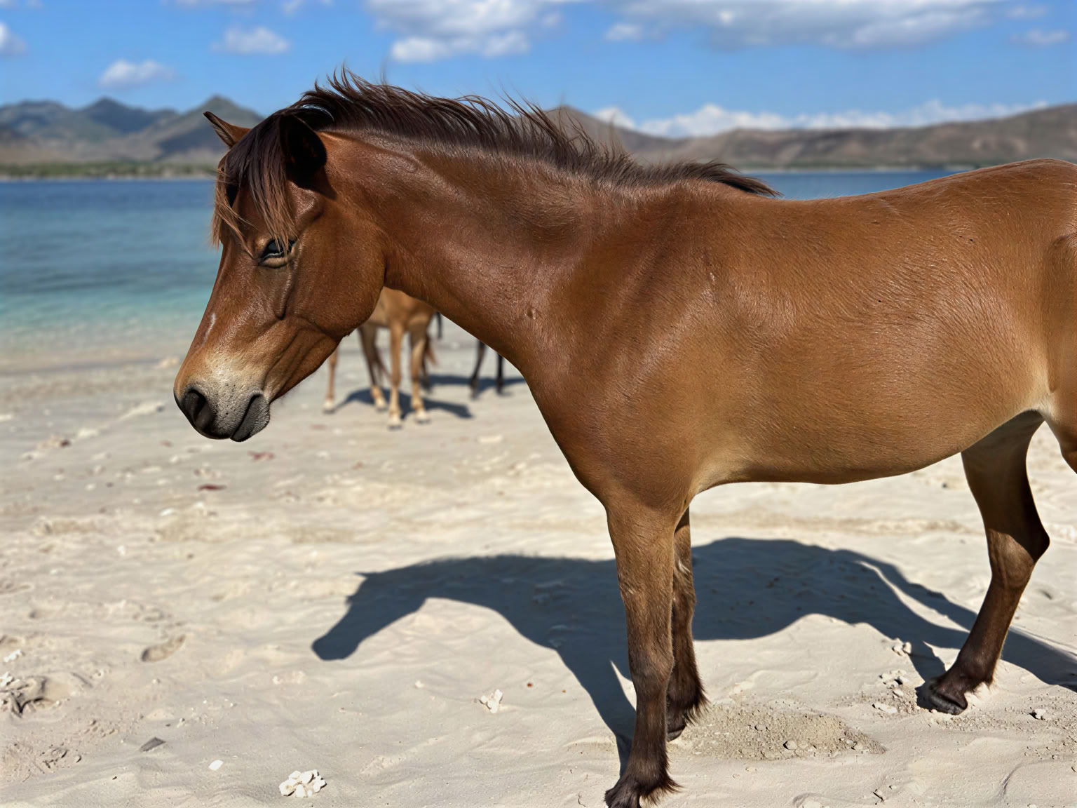 Passeggiata a cavallo