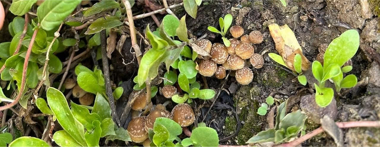 Funghi e Funghi