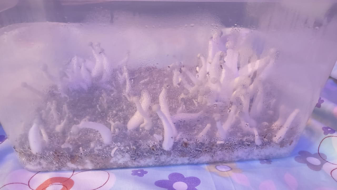 Funghi e Funghi
