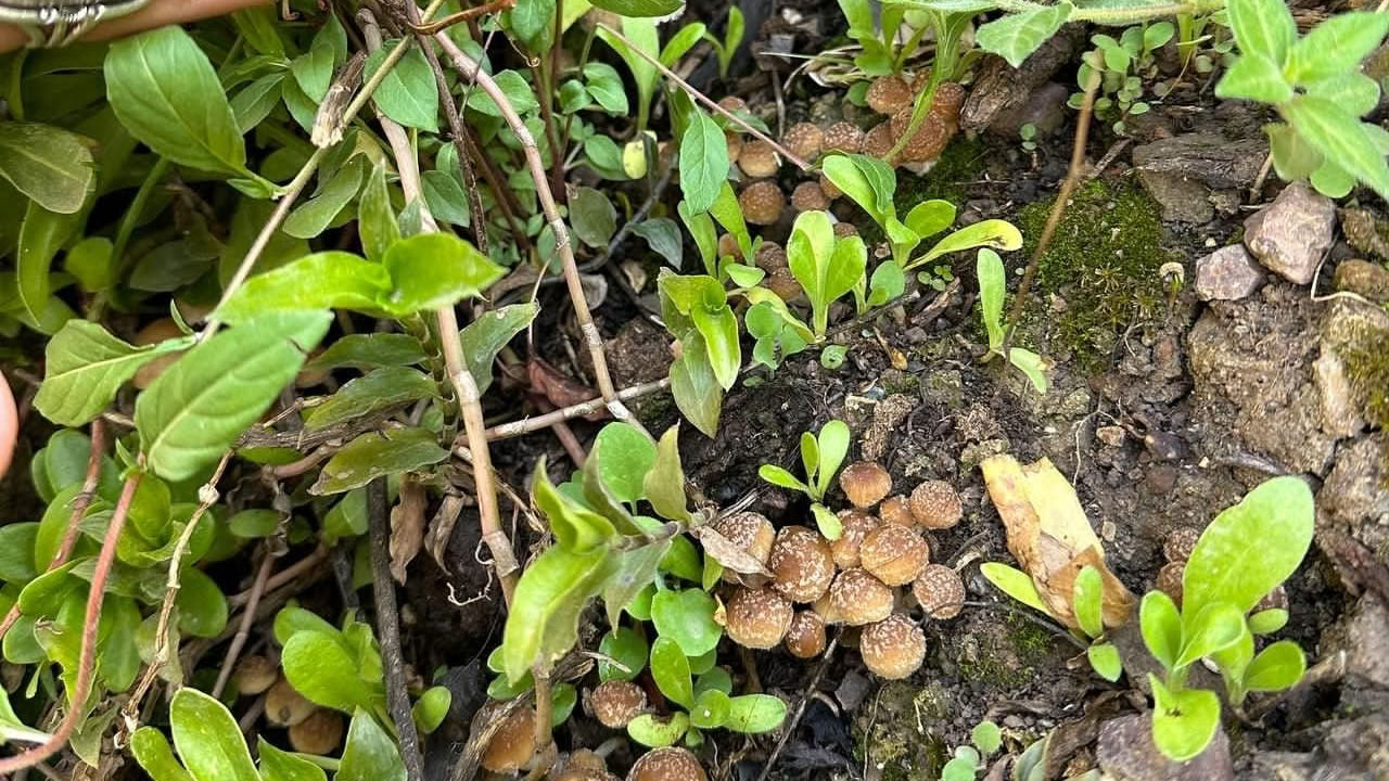 Funghi e Funghi