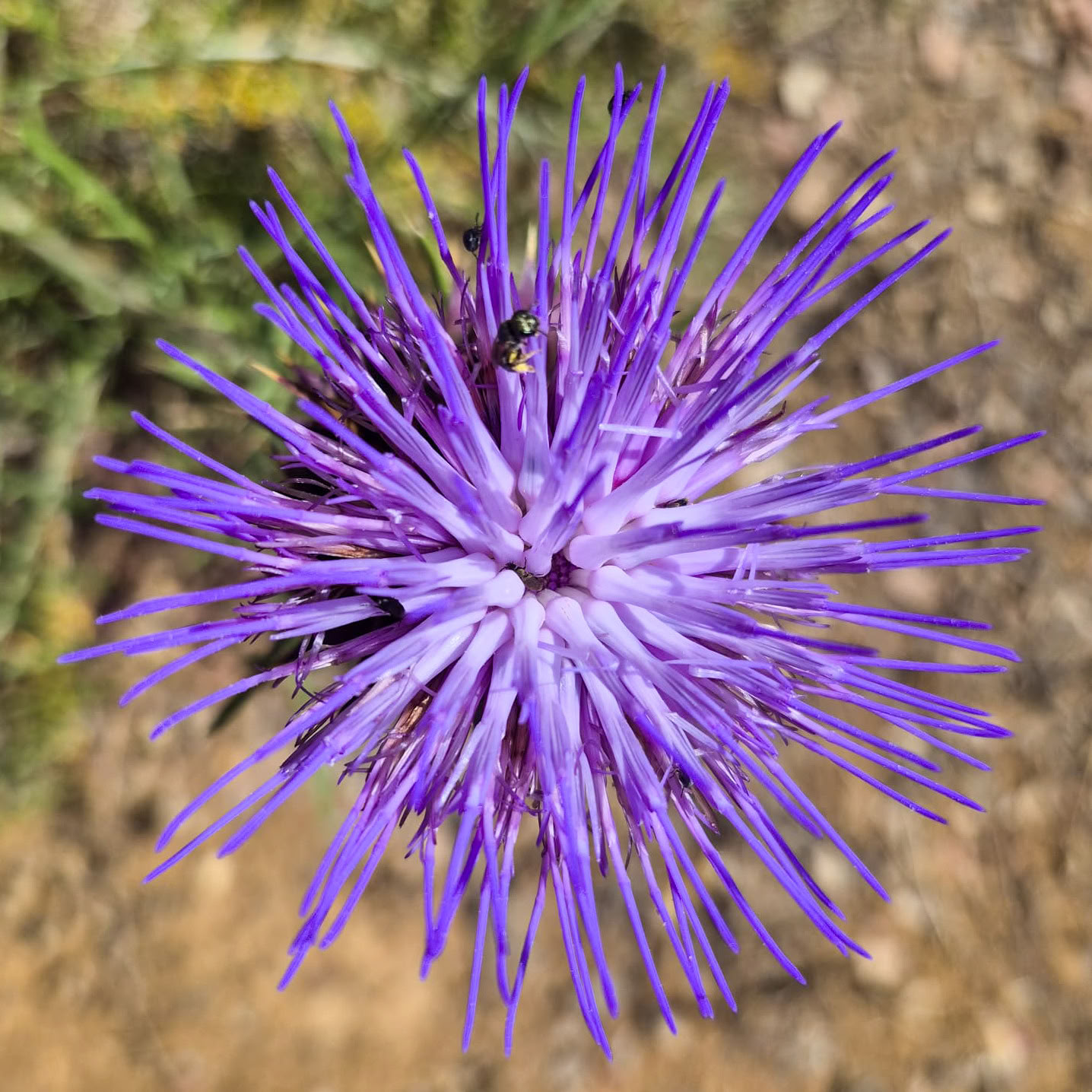 Affitta Finca La Lola