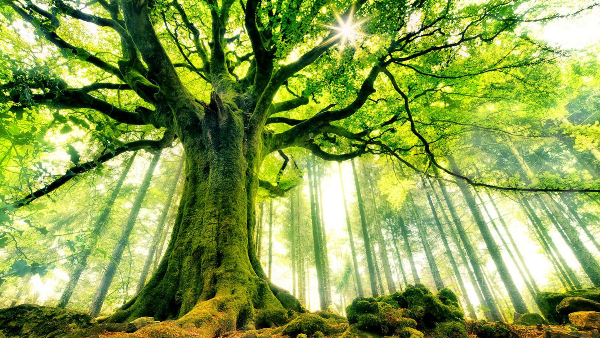 SoulNatural - guarigione nella natura
