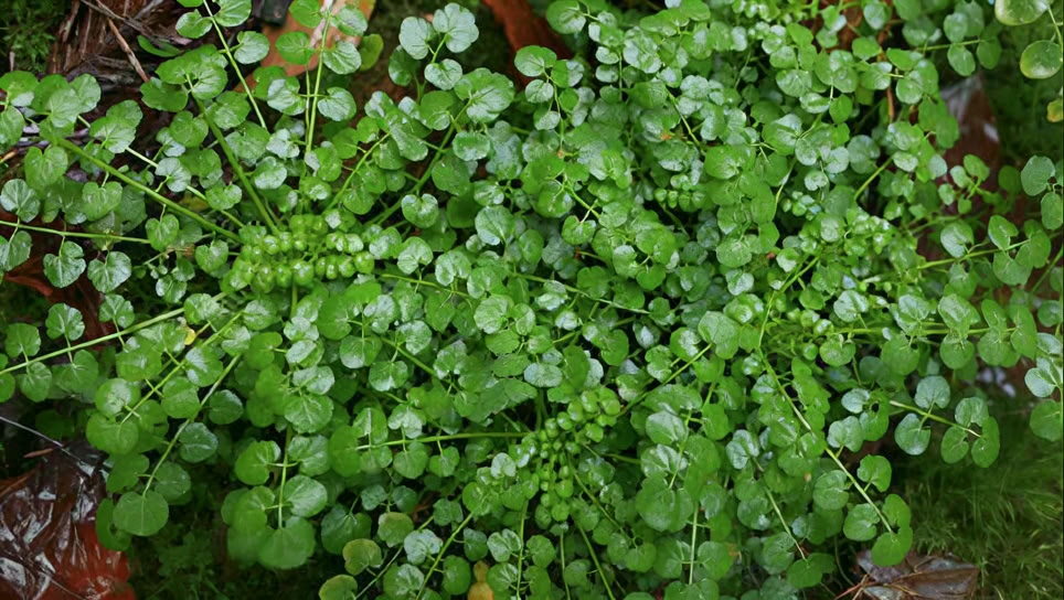 SoulNatural - guarigione nella natura