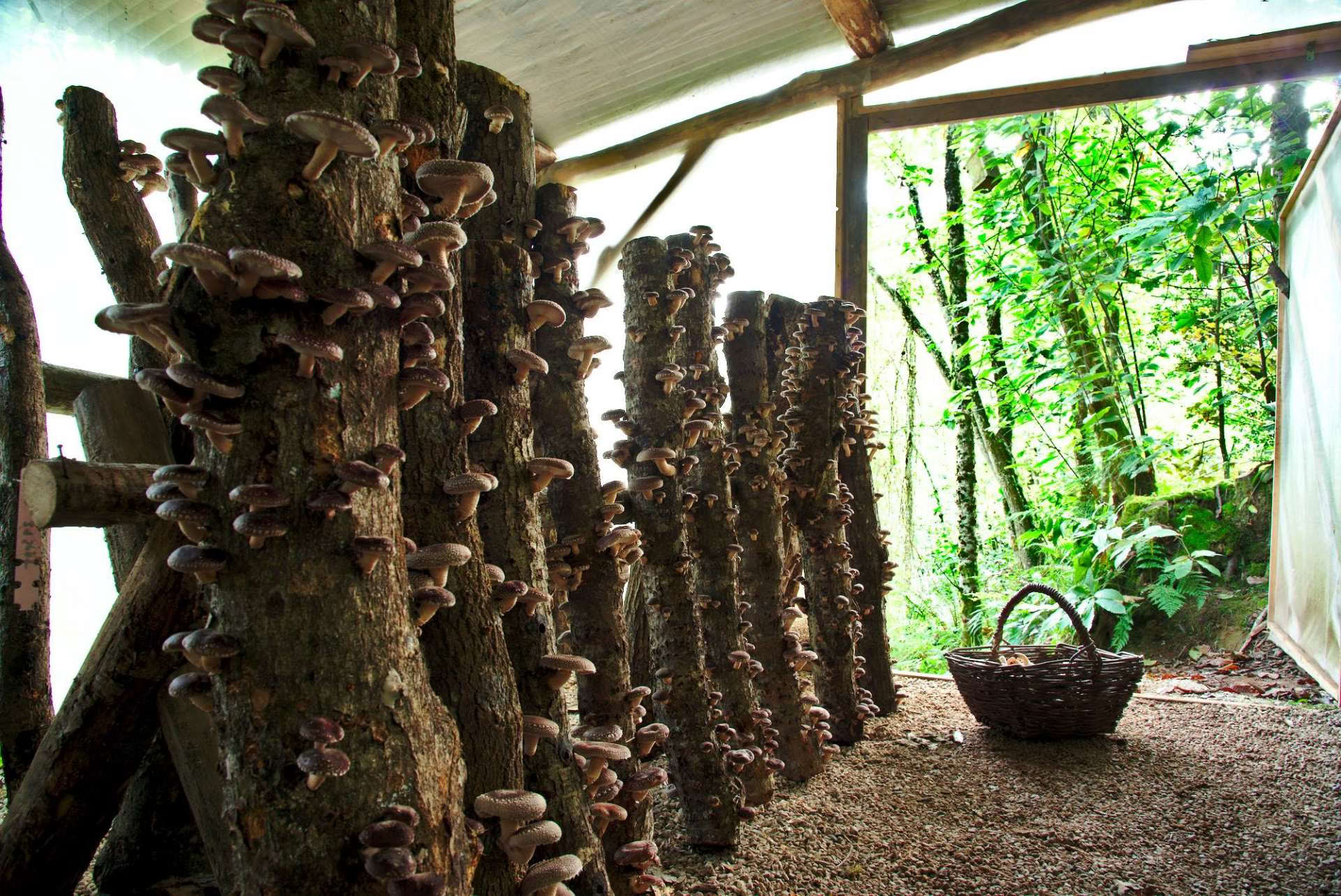 Visita al bosco naturale dei funghi