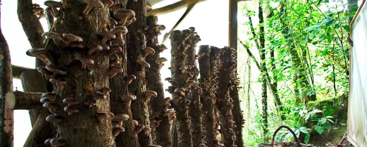Visita al bosco naturale dei funghi
