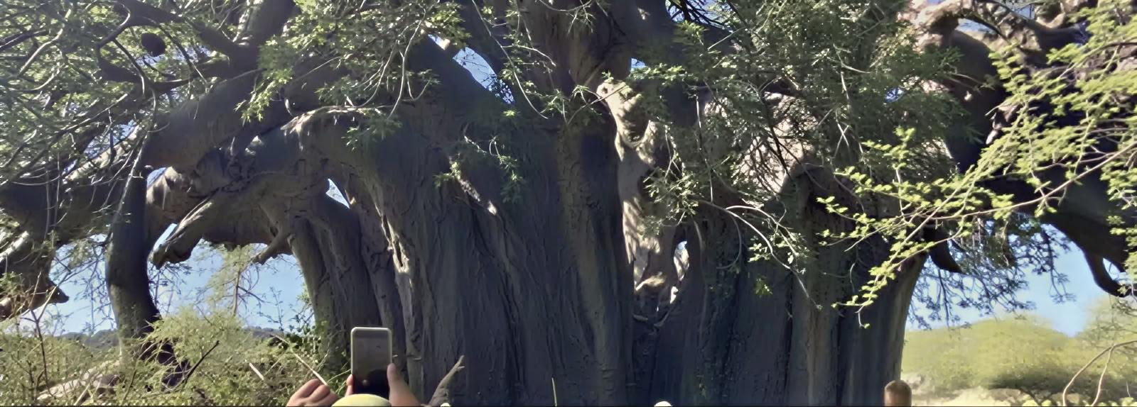 Visita guidata al baobab