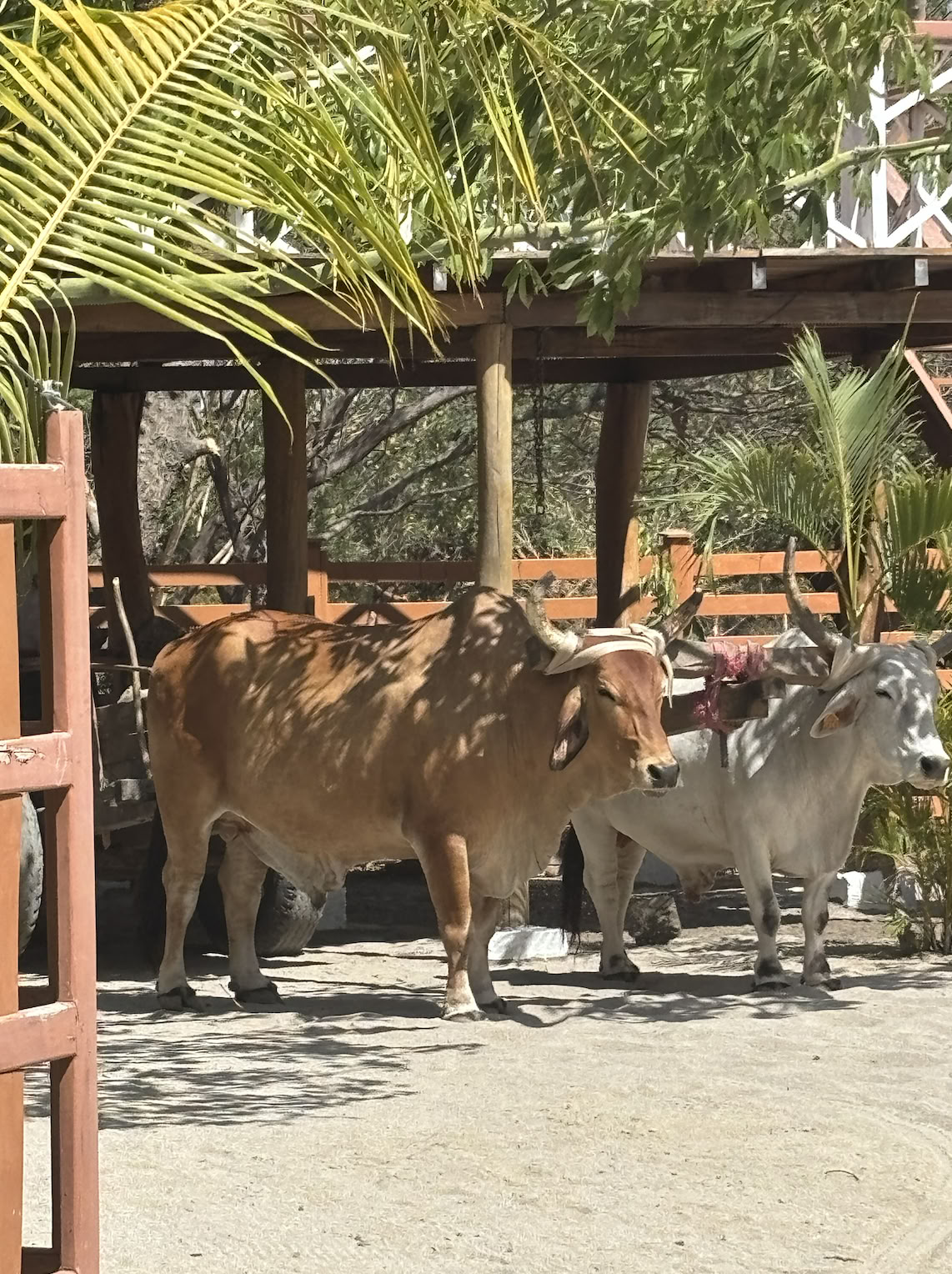 Ritiro di yoga in Nicaragua, febbraio 2027