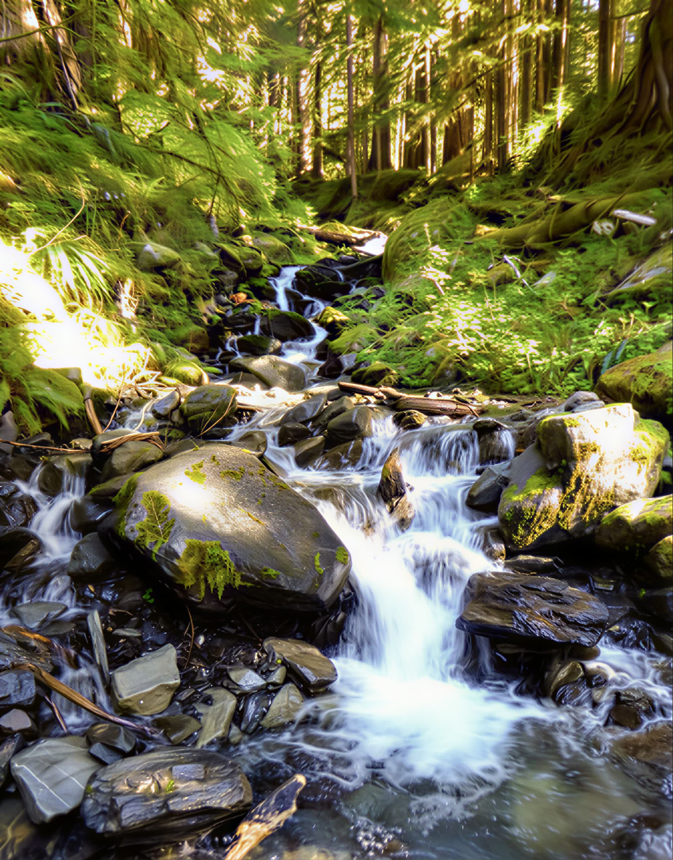 Ritiro di yoga, escursionismo e guarigione alle cascate di Fox Creek