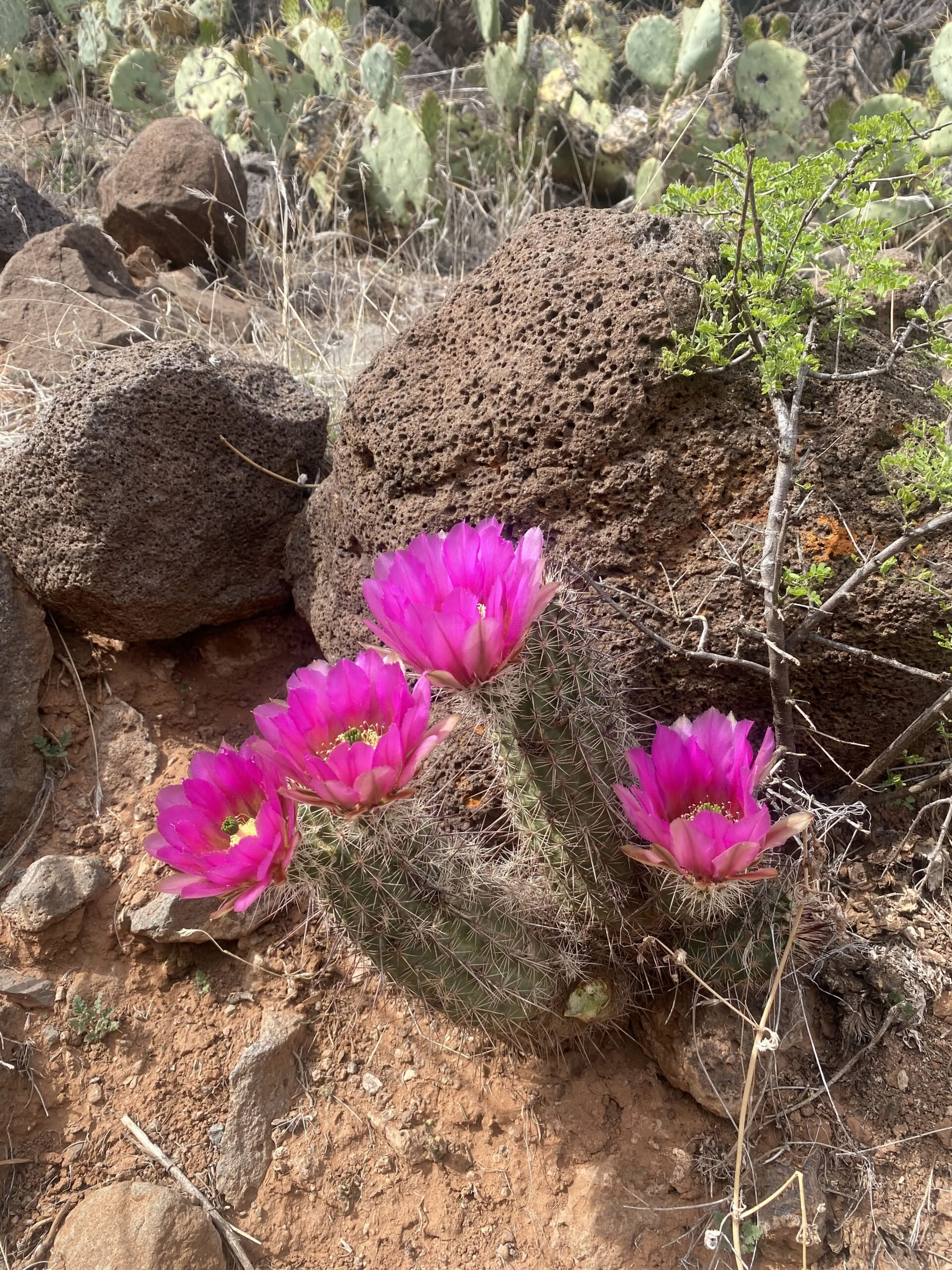 Ritiro di Yoga, Trekking e Guarigione a Sedona, Arizona