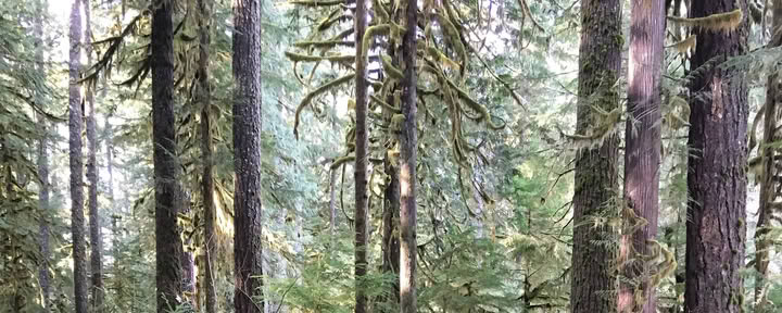 Aldermarsh: Ritiro di Yoga e Meditazione nello Stato di Washington