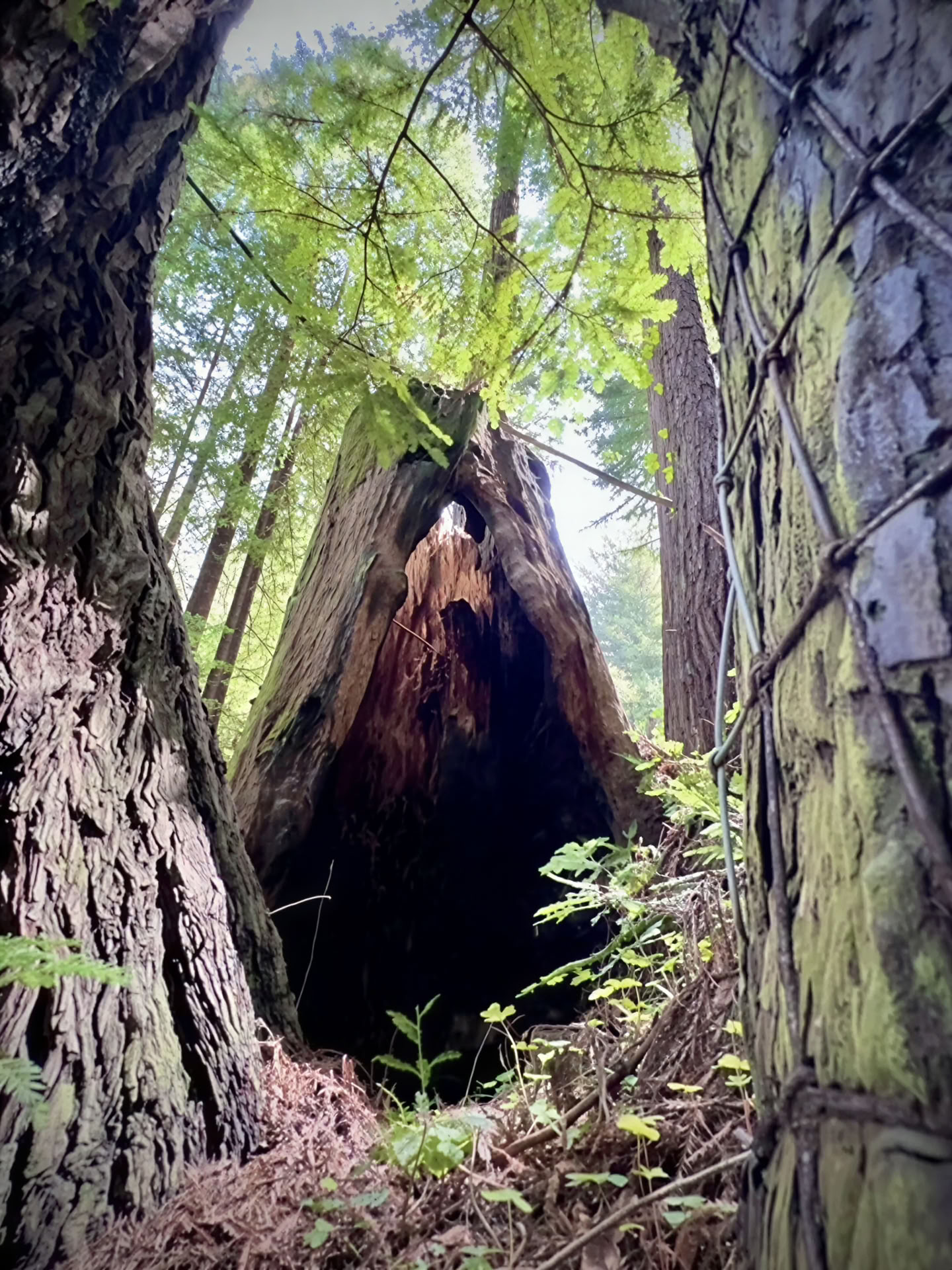 Bagno nella foresta