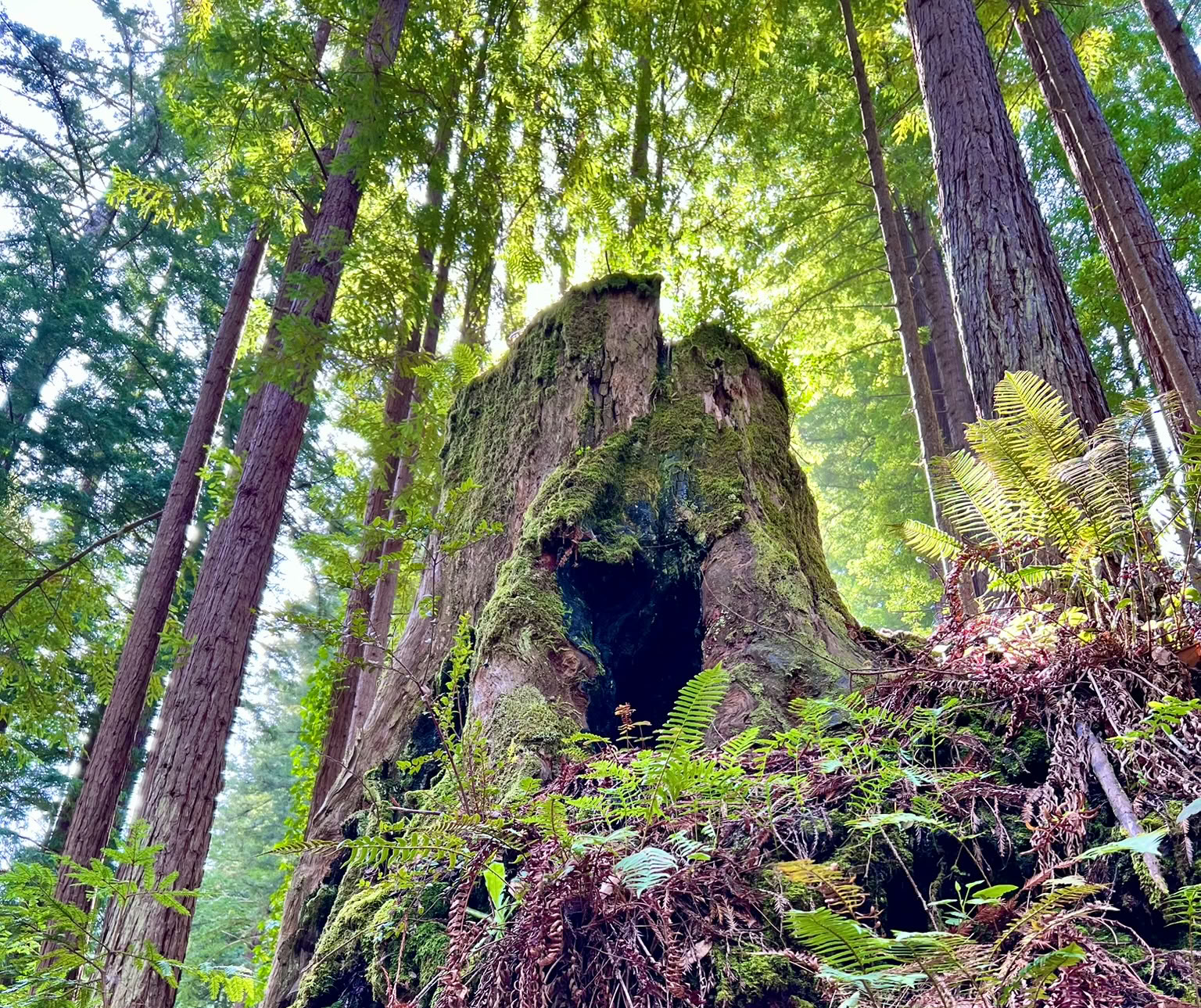 Bagno nella foresta