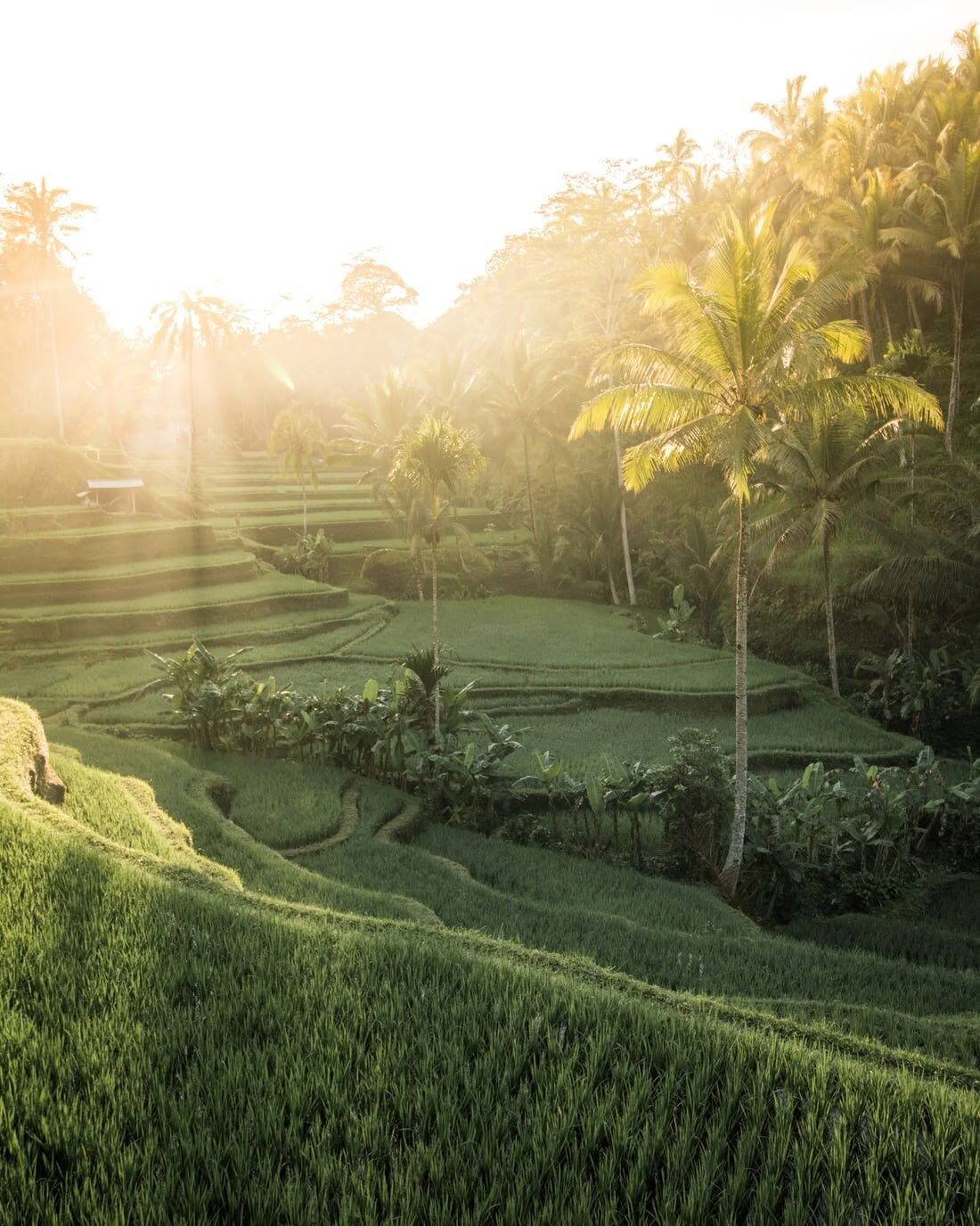 Il percorso integrato: ritiro yoga di 6 notti a Koh Samui, Thailandia