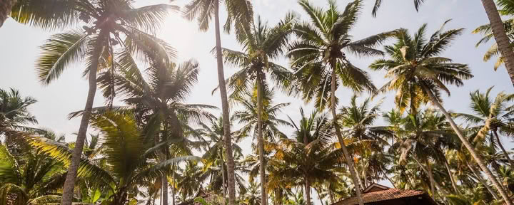 Ritiro di Yoga e Ayurveda in India - 1 settembre