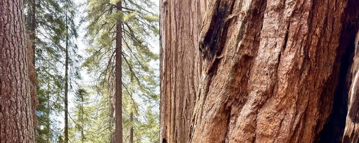 Alla scoperta della magia della sequoia