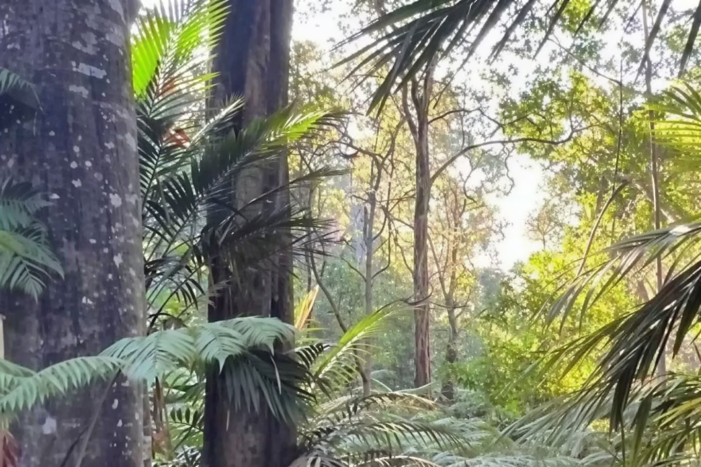 Tour privato nella foresta nebulosa - Sentiero Pantropicale (1,5 ore)