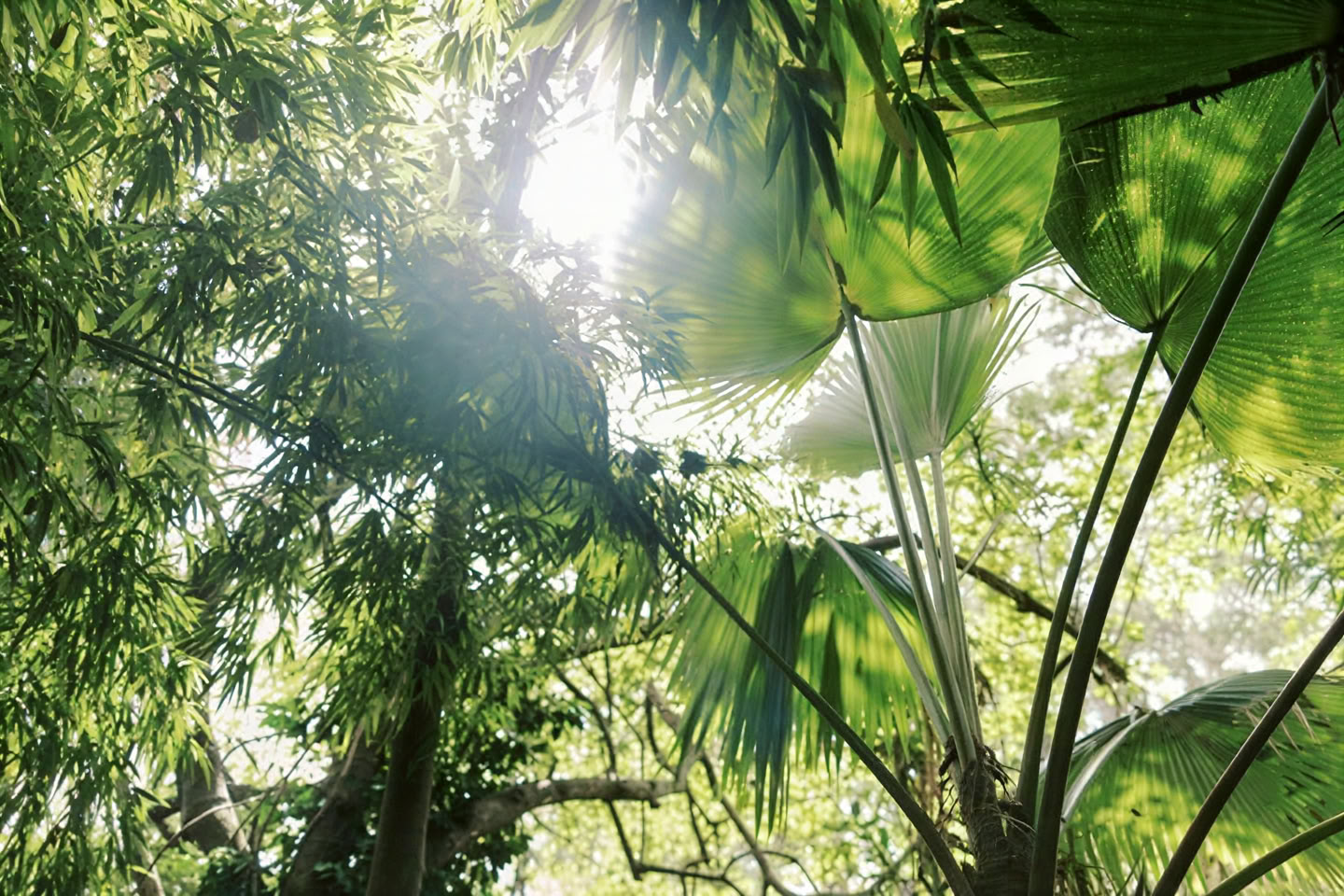 Tour privato nella foresta nebulosa - Sentiero Pantropicale (1,5 ore)