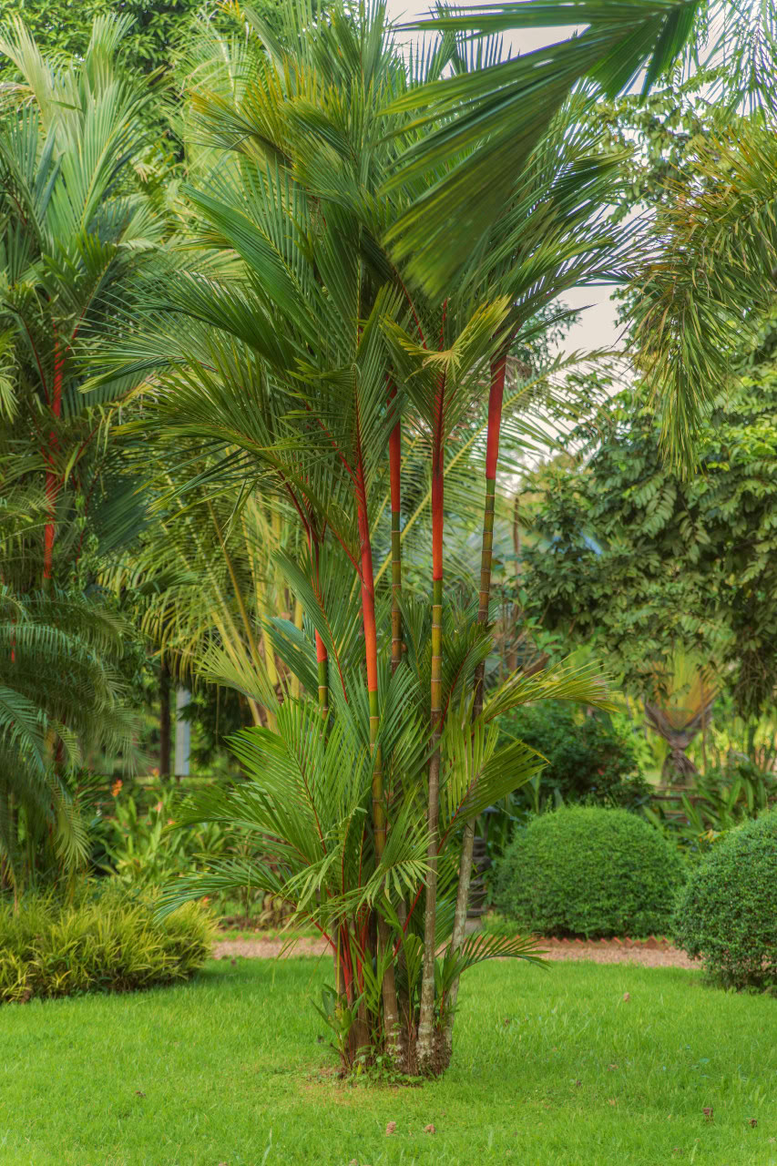 Burattini delle ombre