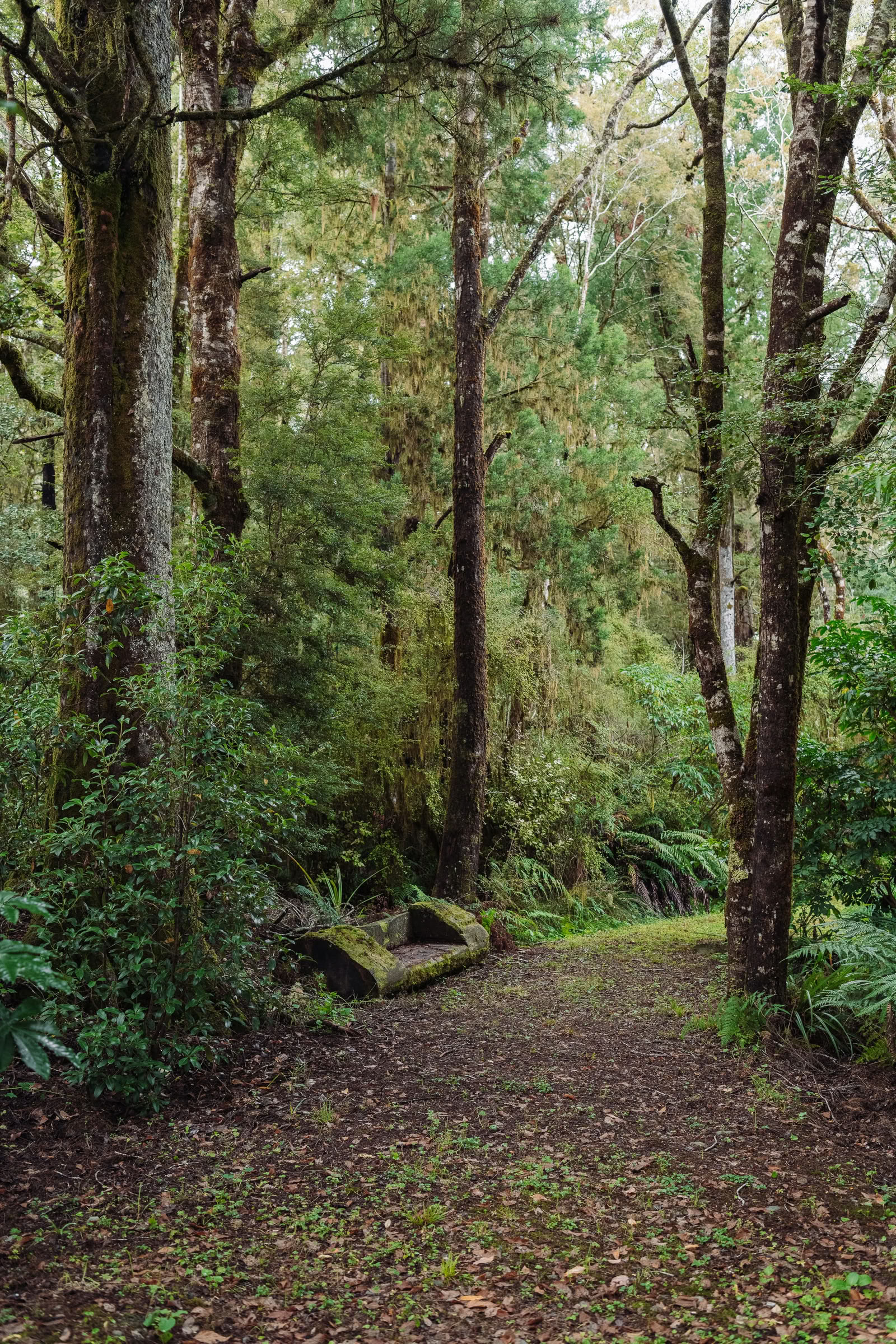 Ritiro di natura e yoga – Isola del Sud, Nuova Zelanda con Joan Hyman | Maruia River Retreat: resort benessere di lusso, Nuova Zelanda