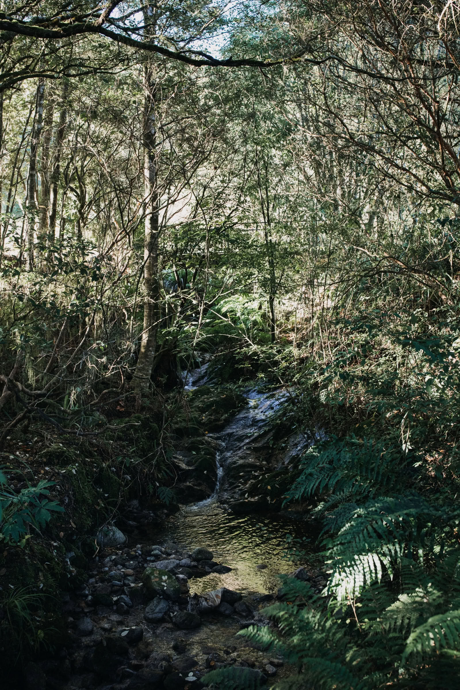Ritiro di Natura e Yoga – Isola del Sud, Nuova Zelanda con Joan Hyman