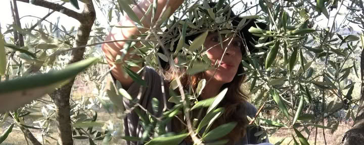 Ritiro della raccolta delle olive