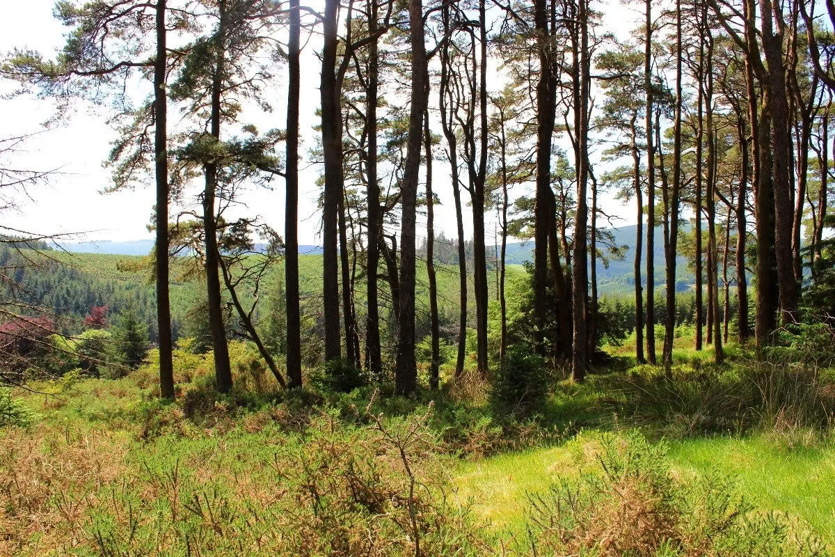 Ritorno a Mucklagh - Samhain — Mucklagh Lodge