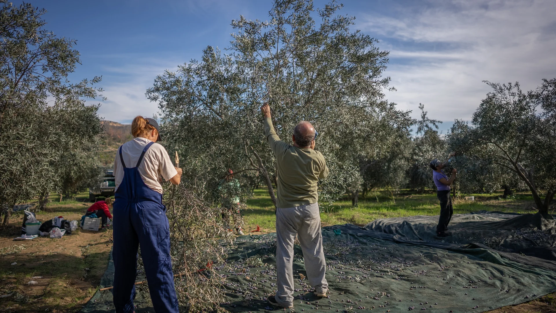 Un raccolto di olive consapevole