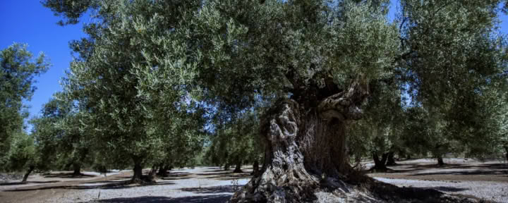 Un raccolto di olive consapevole