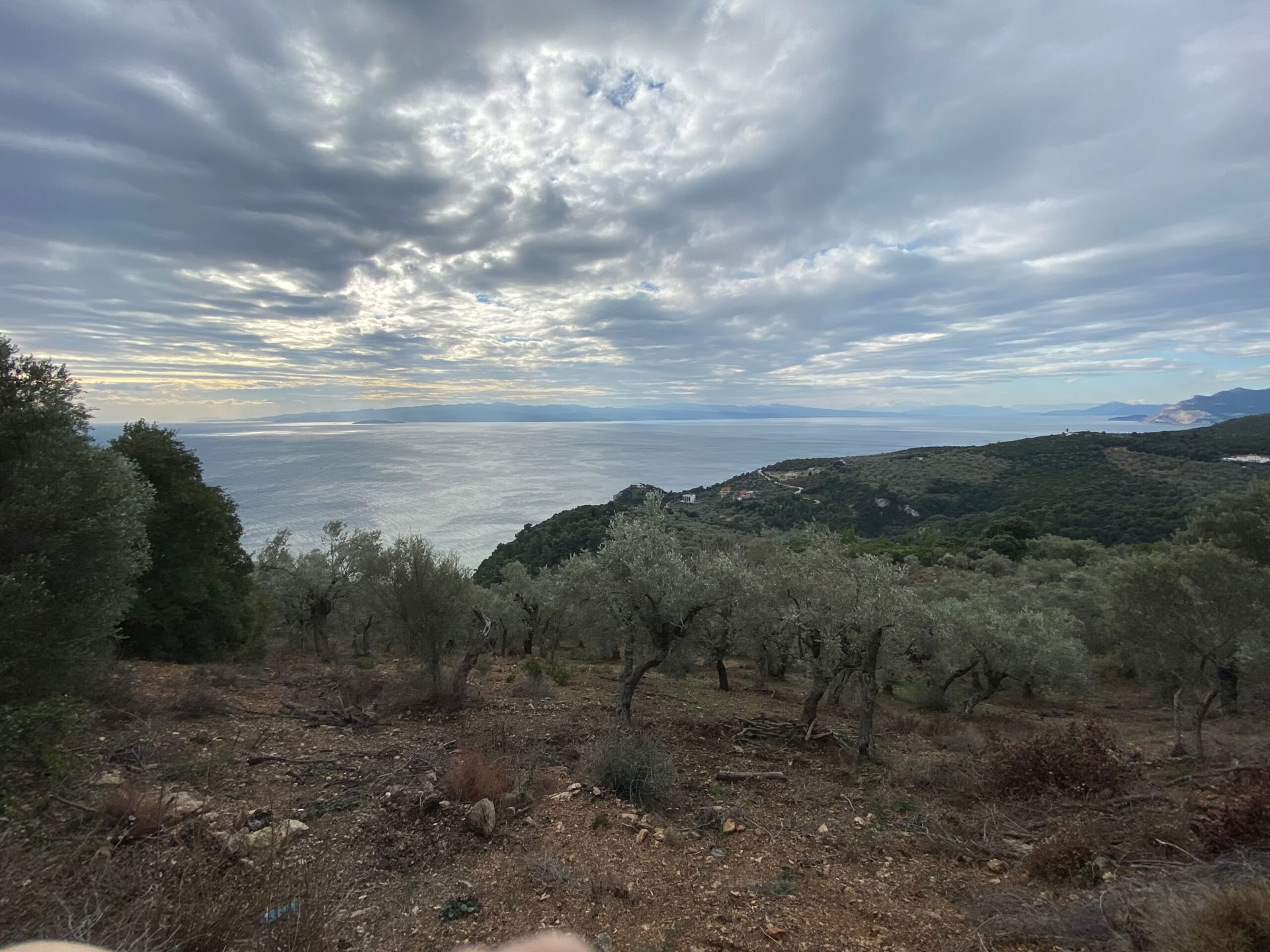 Silenzio del Raccolto – Raccolta Consapevole delle Olive 2027