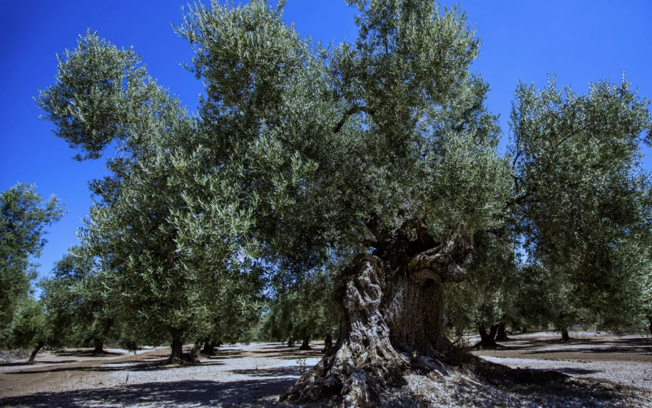 Silenzio del Raccolto – Raccolta Consapevole delle Olive 2027
