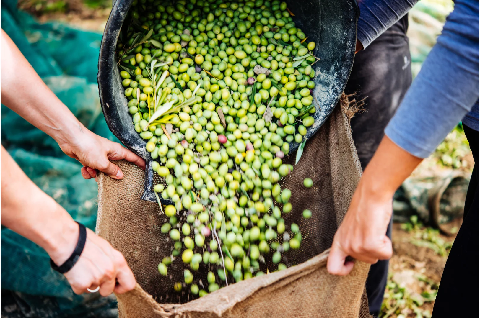 Raccolta delle Olive Felice Autunno 2026