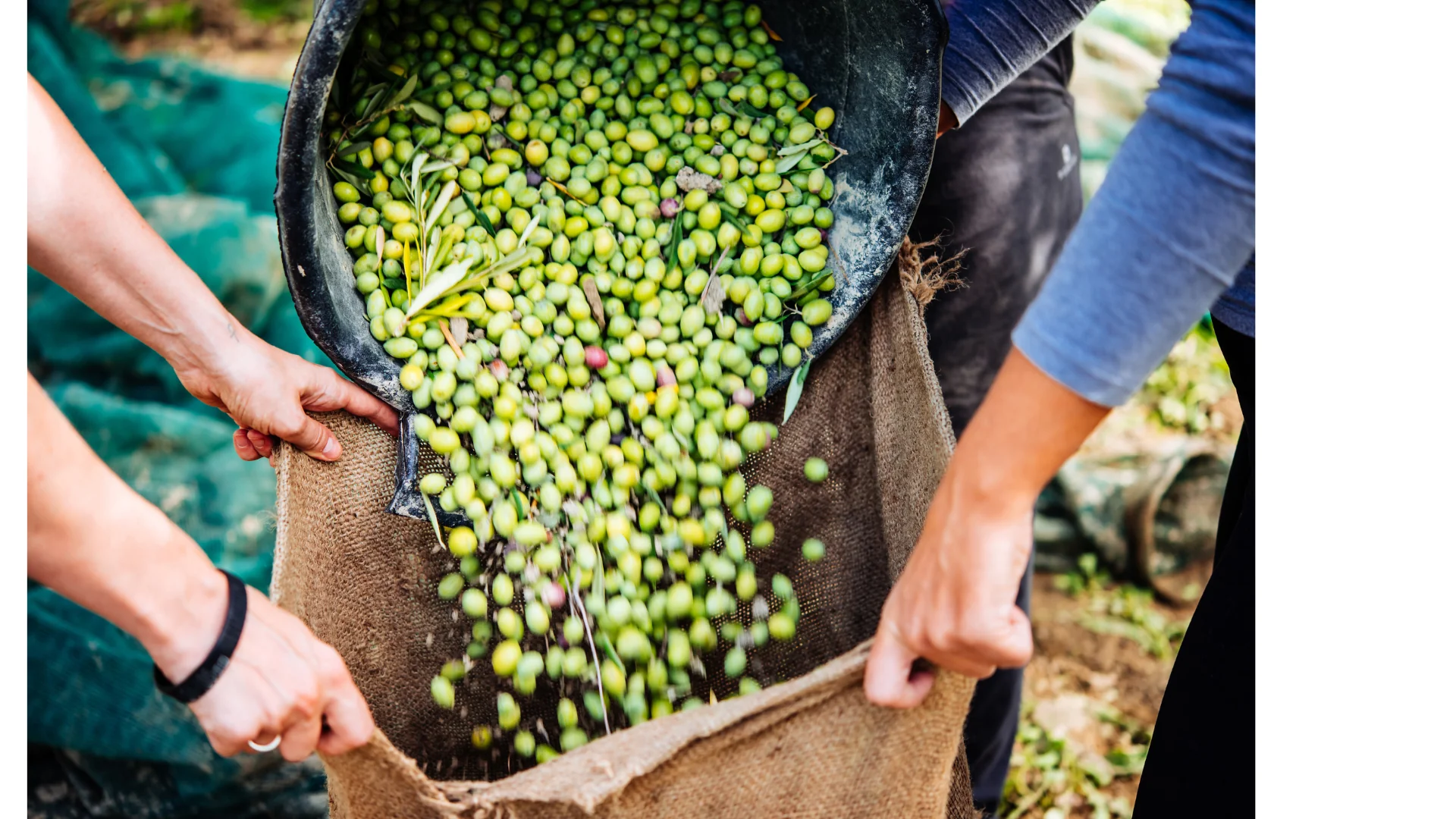 Raccolta delle Olive Felice Autunno 2026
