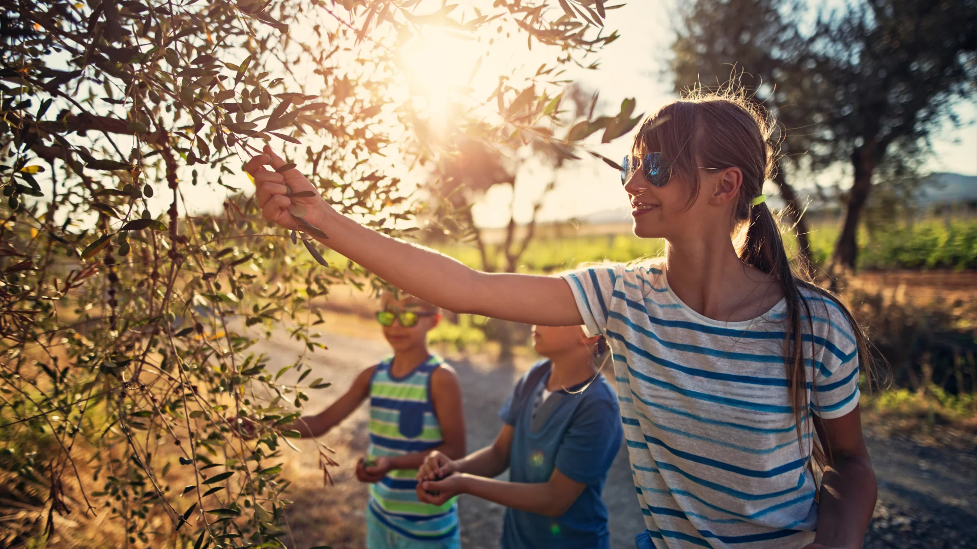Raccolta gioiosa delle olive