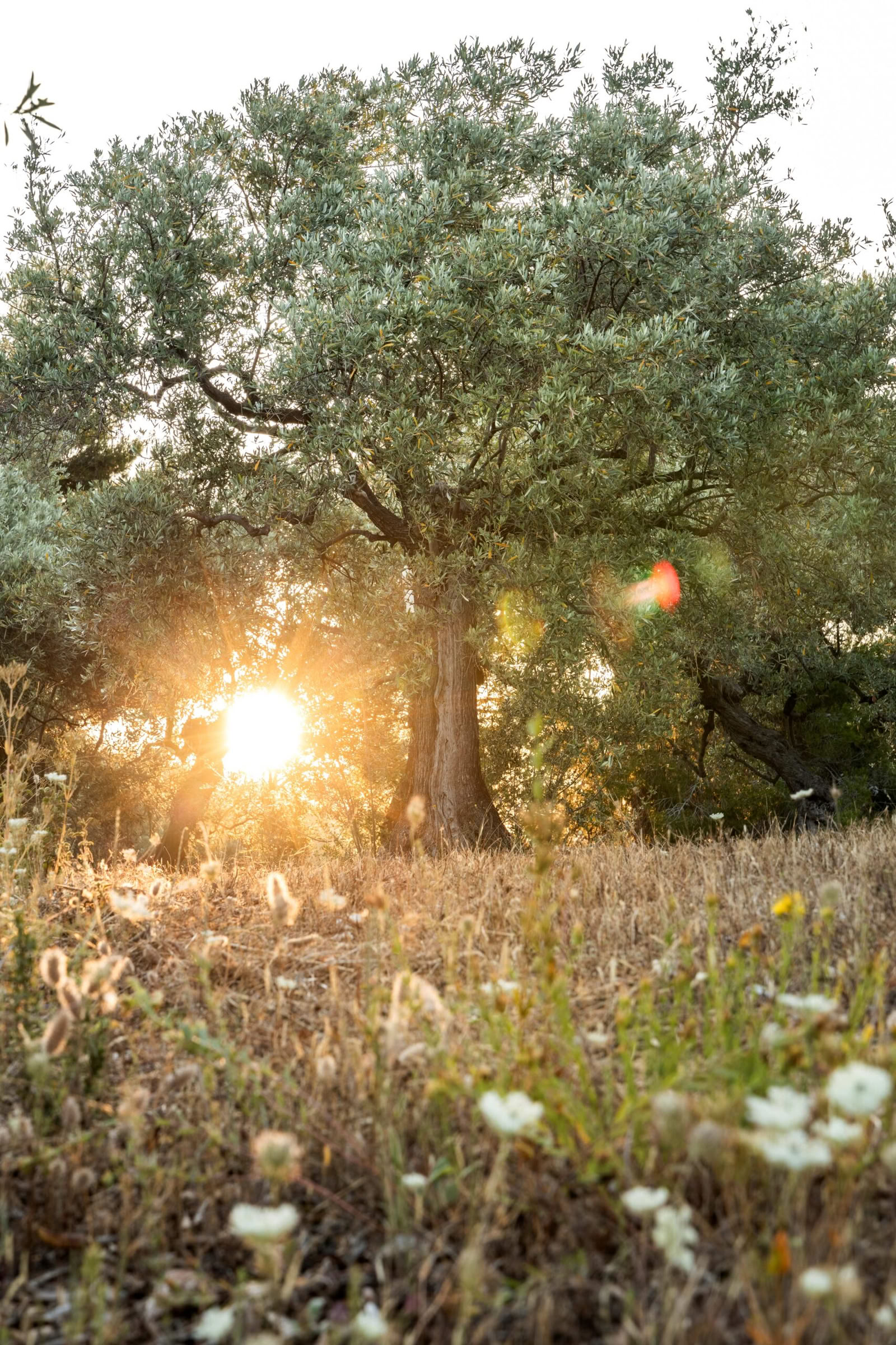 Raccolta gioiosa delle olive