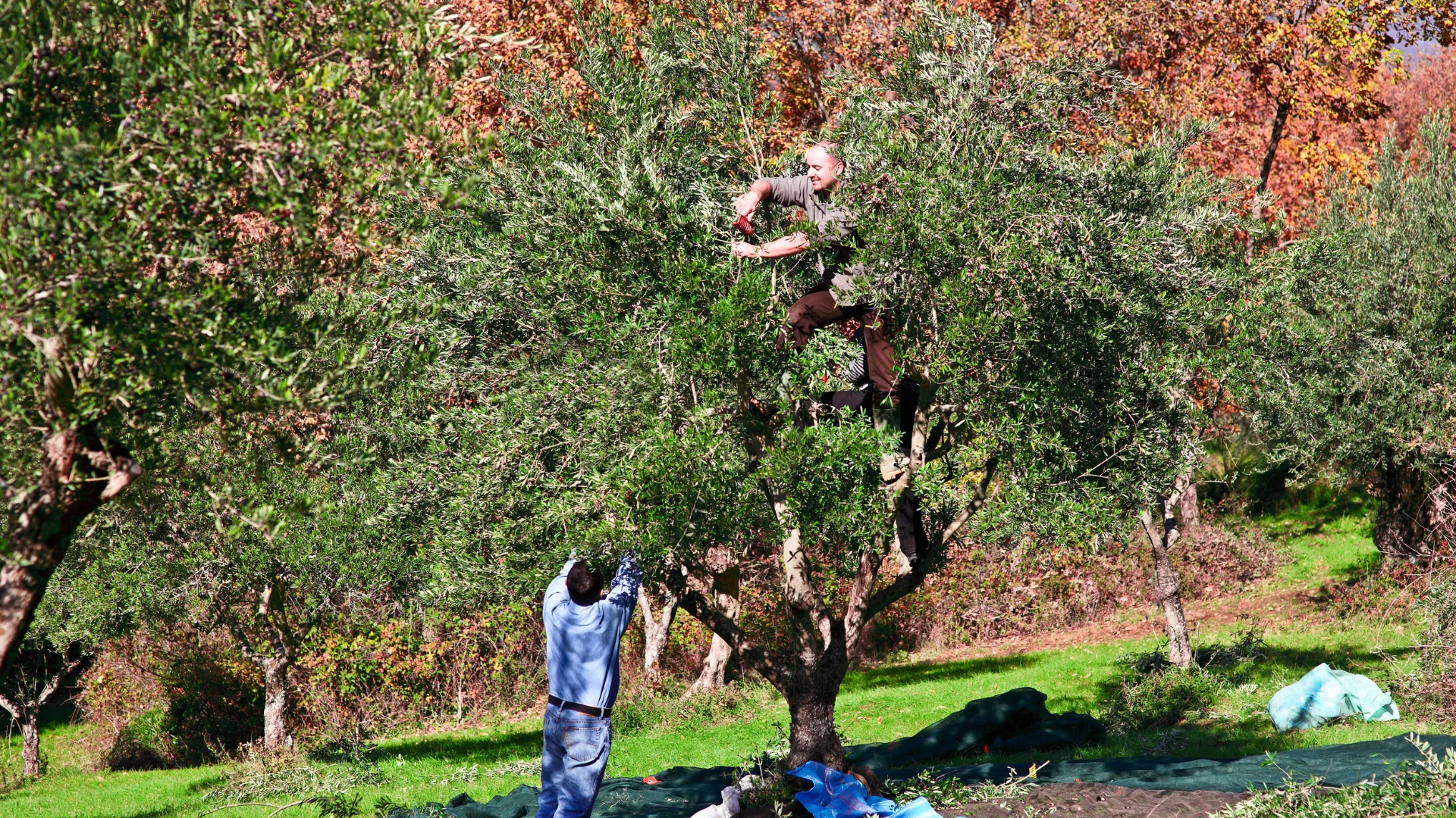 Raccolta gioiosa delle olive