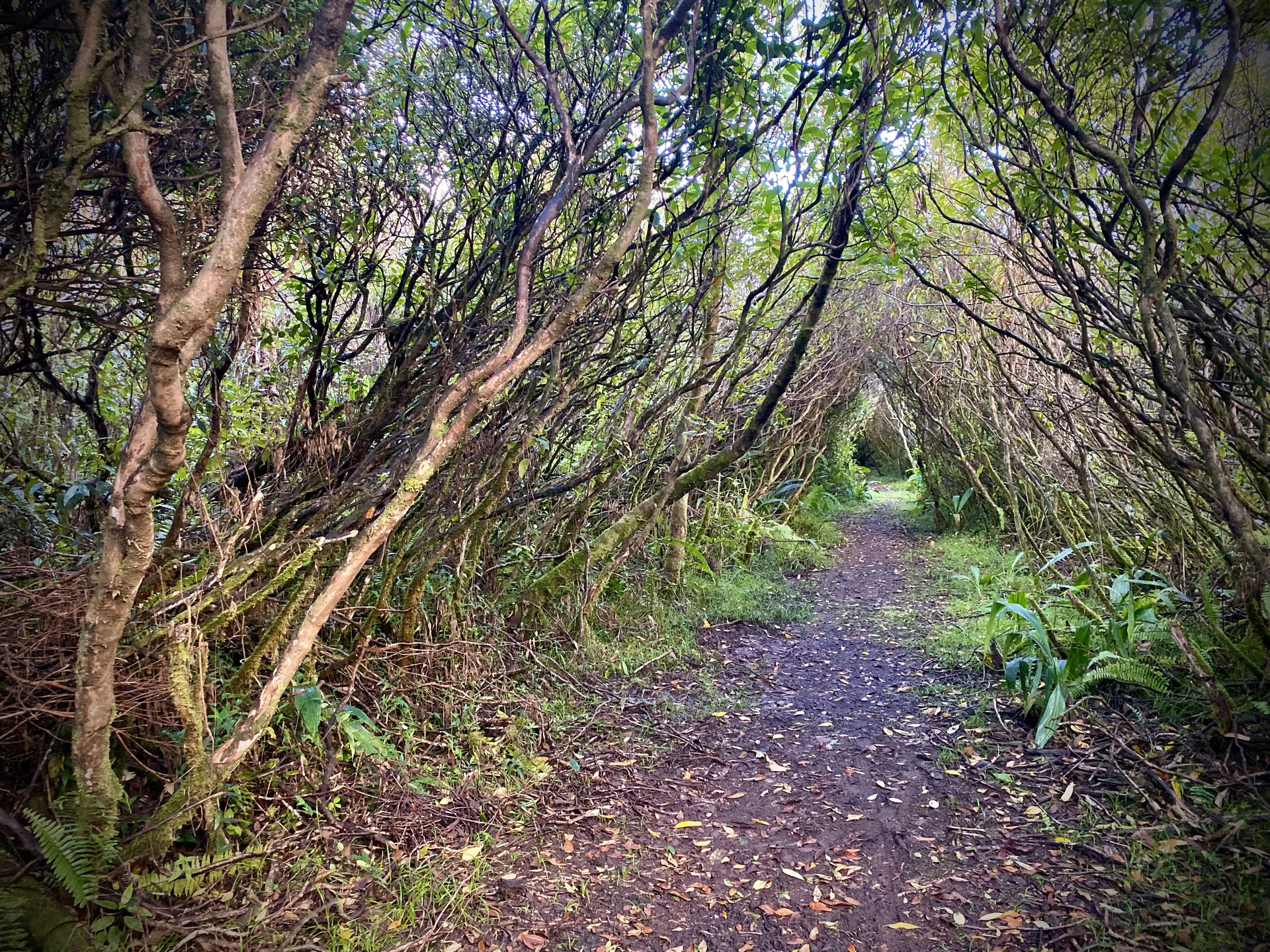 Guarigione Sonora nella Foresta Pluviale