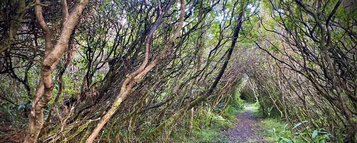 Tour a piedi nella foresta pluviale