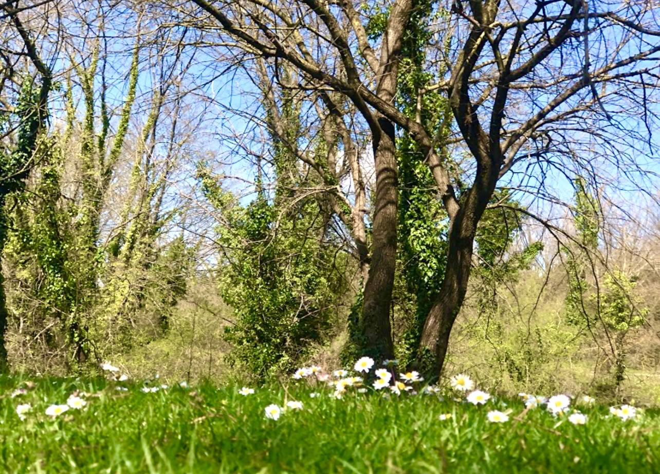 Radicato nella natura: un ritiro di yoga e qi gong sotto gli alberi