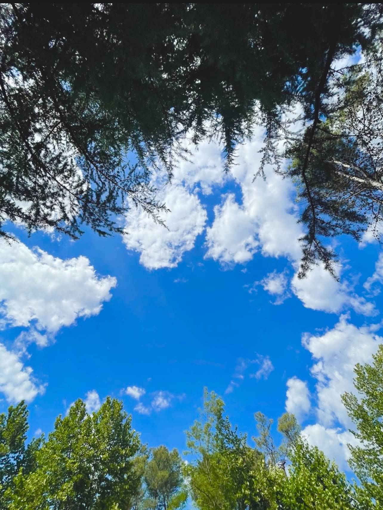 Radicato nella natura: un ritiro di yoga e qi gong sotto gli alberi