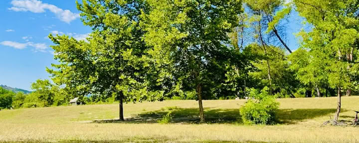 Radicato nella natura: un ritiro di yoga e qi gong sotto gli alberi