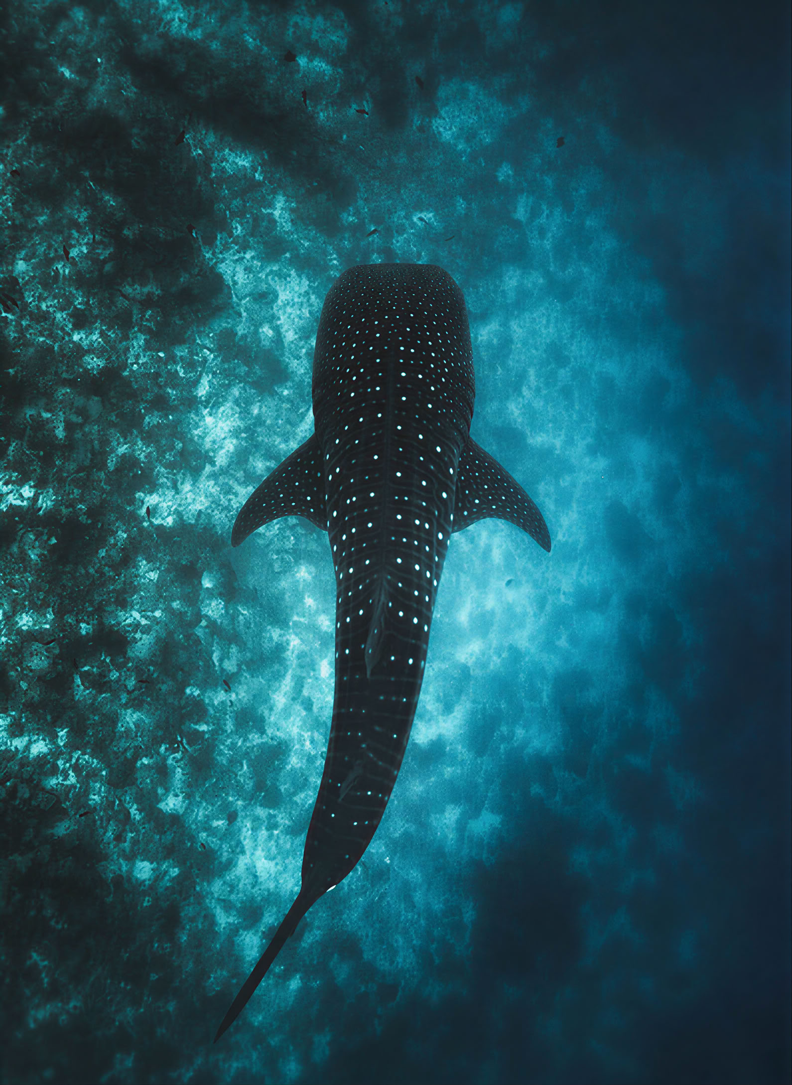 Ritiro di 7 giorni di Pilates, yoga e allenamento funzionale con tour di snorkeling con gli squali balena