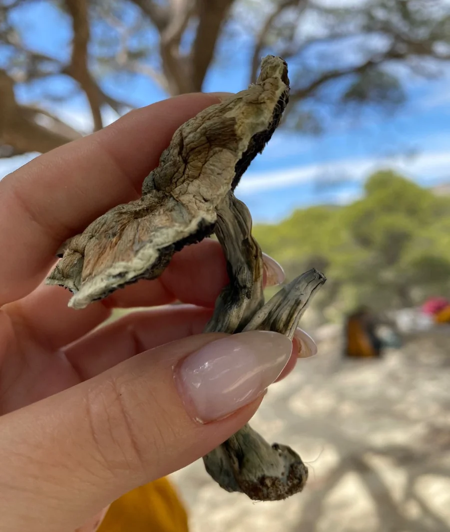 Ritiro con Psilocibina
