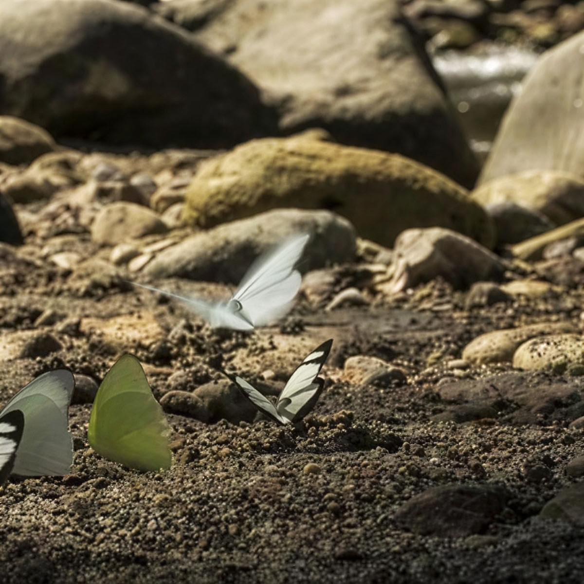 Mindfulness e Yoga nella Natura