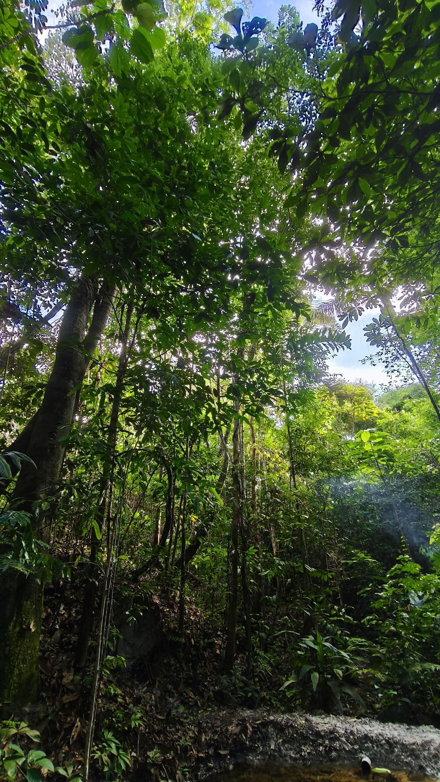 Naturalia retreat center | Ritiro di Ayahuasca in Perù