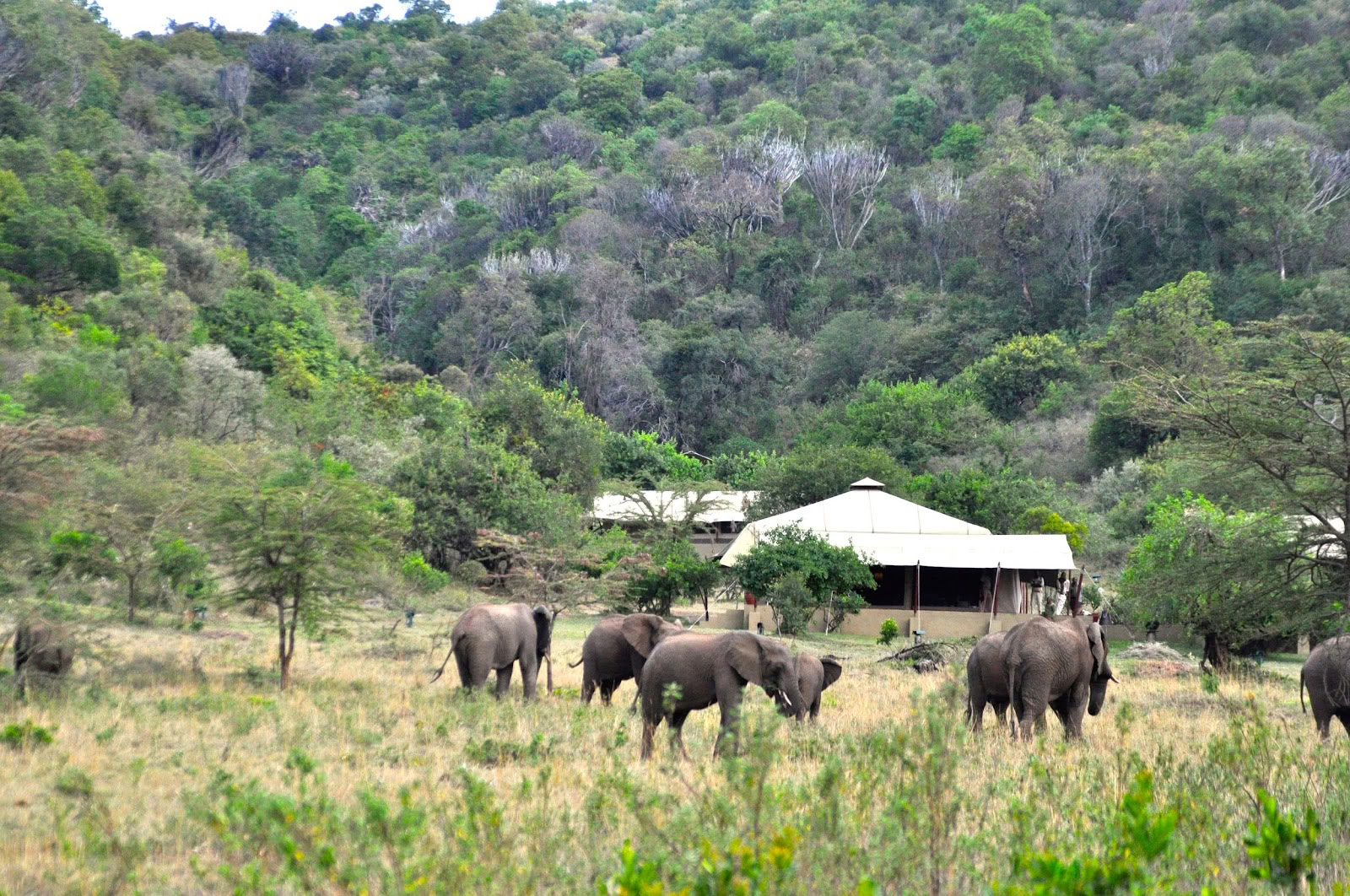 Safari e Yoga