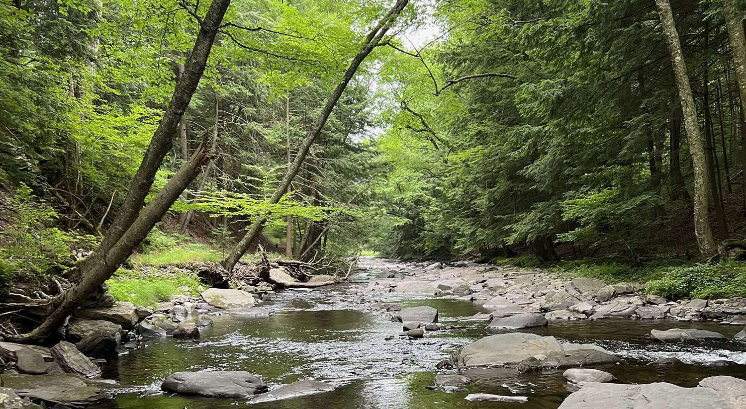 Ritiro spirituale nella natura del Blue Deer Center