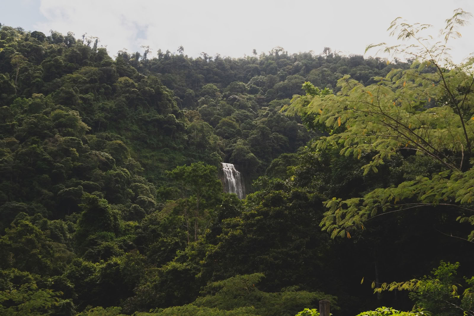 Finca Shambhala Biologica