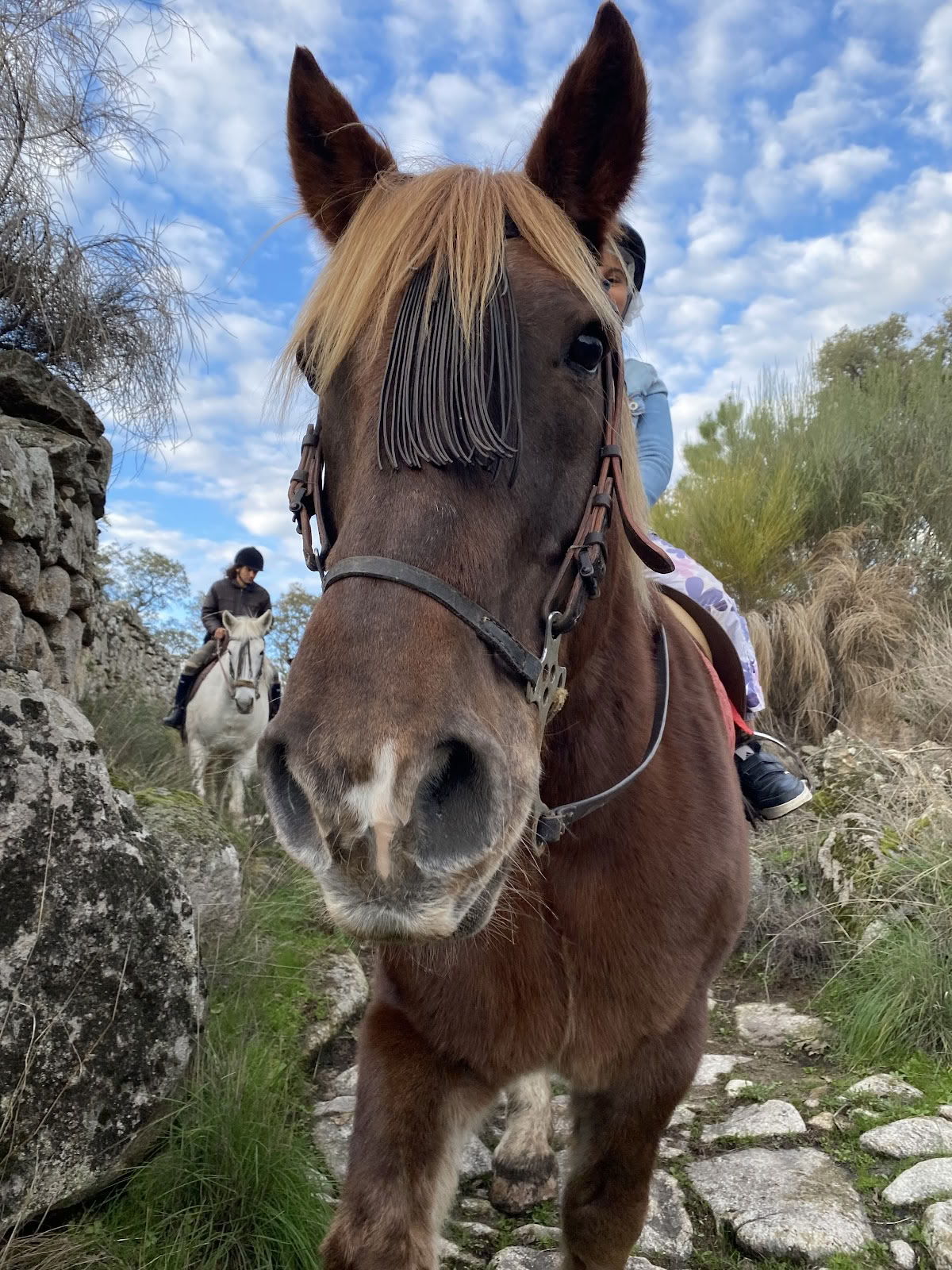 Cavalli di Marvão